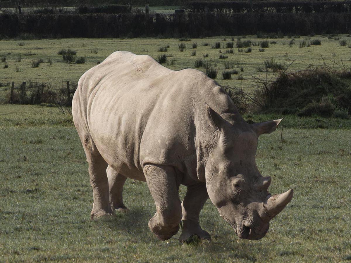 Ceratotherium simum